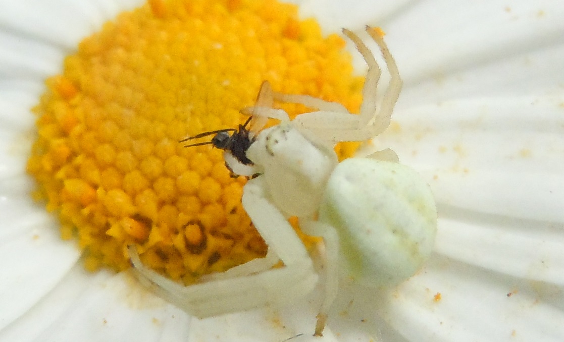 Misumena vatia - Agnano (NA)